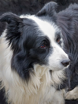 Collie G007_0363