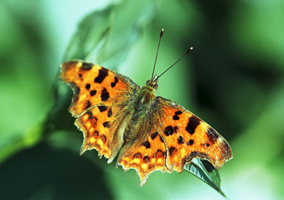 Comma 454_01