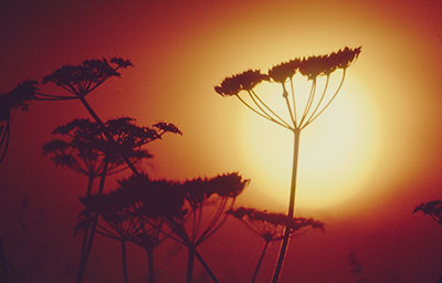 Coombe Hill Cow Parsley Sunset