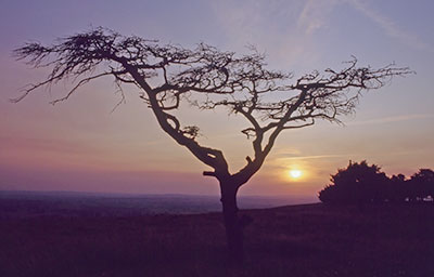 Coombe Hill Tree