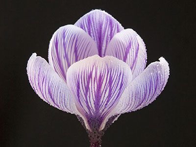 Crocus 050_0754