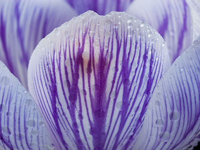 Crocus_050_0758