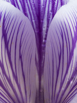 Crocus 050_0761