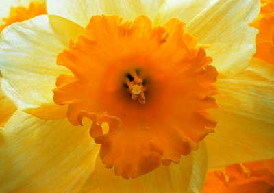 Daffodil 142_36