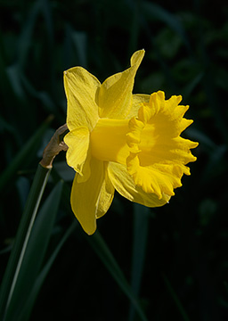 Daffodil 134_0086-88_f