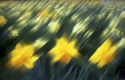 Daffodils 448_27