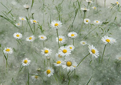 Daisies & Poplar Seed 053_0839