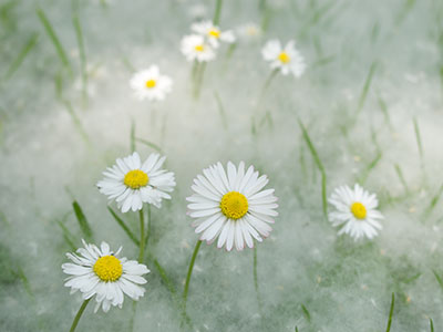 Daisies & Poplar Seed G029_0888