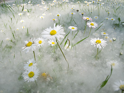 Daisies & Poplar Seed G029_0890