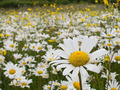 Daisies G032_0948