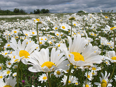 Daisies G032_0966