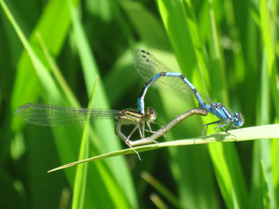 Damsel Flies C001_0611