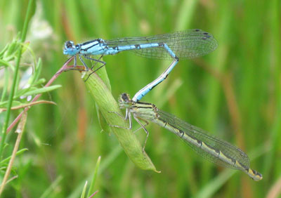 DamselFlies_C001_0681