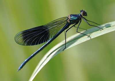 Damselfly 439_30