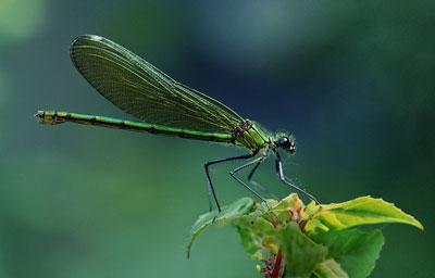 Damselfly 450_27