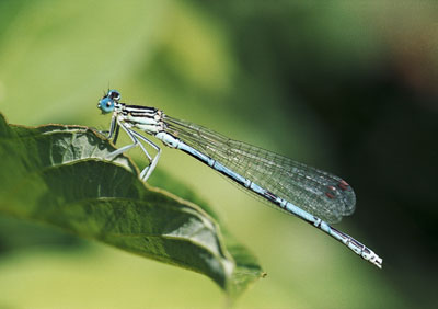 Damselfly 453_38