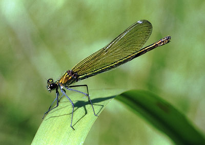 Damselfly 442_04