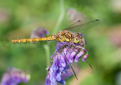 Dragonfly 098_0062