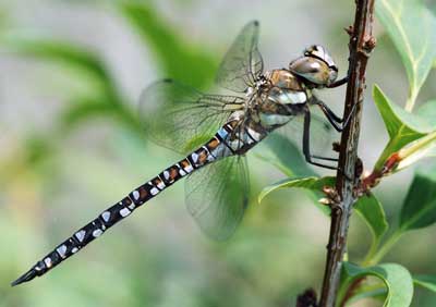 Dragonfly 145_22