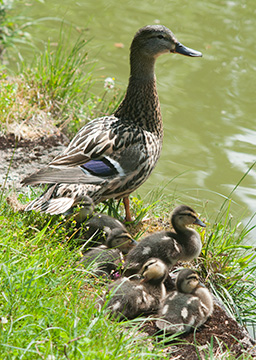 Ducks 092_0358