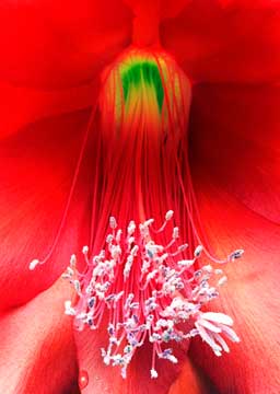 Epiphyllum 143_12