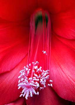 Epiphyllum 143_15