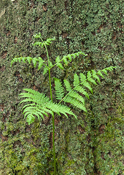 Fern 087_0764