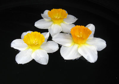 FloatingDaffodils C001_0393