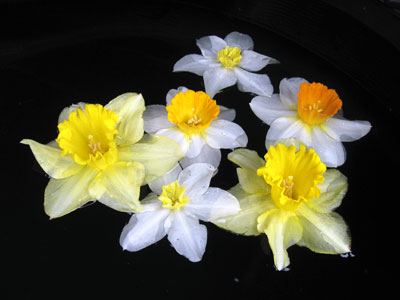 FloatingDaffodils C001_0426