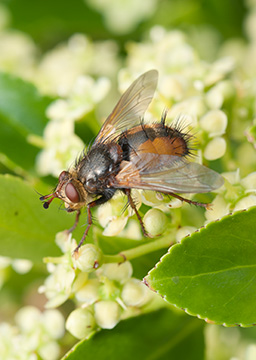 Fly 102_0146