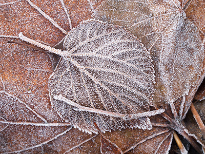 FrostyLeaves G133_3326