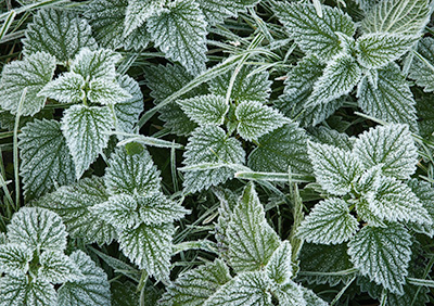 FrostyNettles 165_0109