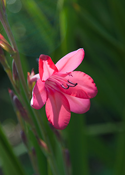 Glendurgan 091_0053