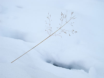 Grass and Snow G053_1447