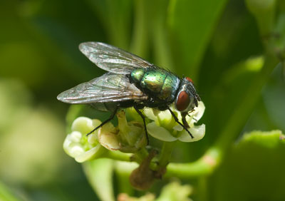 Green Bottle Fly 036_0250