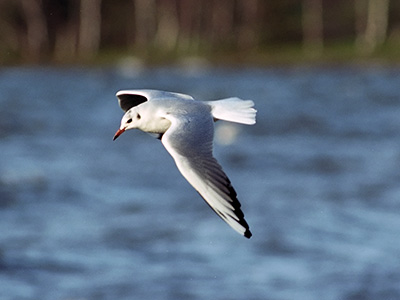 Gull 0469_36