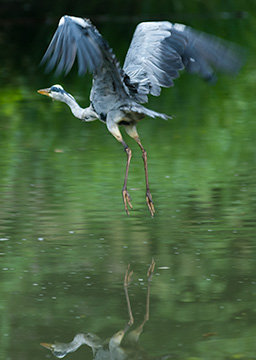 Heron 161_0240