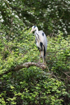 Heron_D810_011_0590