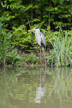 Heron_D810_011_0604