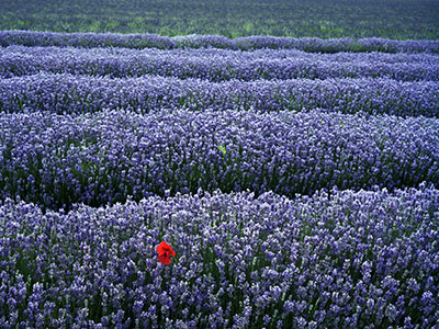Lavender & Poppy 530_01