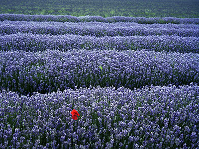 Lavender & Poppy 530_01