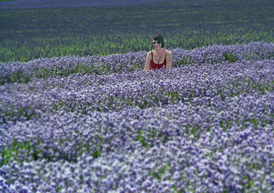 Girl In Lavender Field 530_15