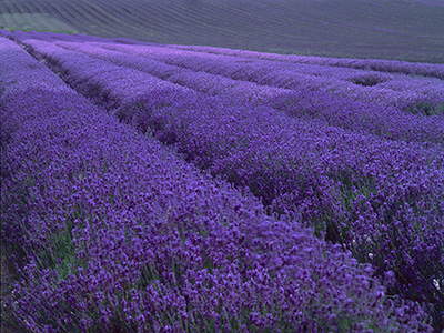 HitchinLavender 537_03