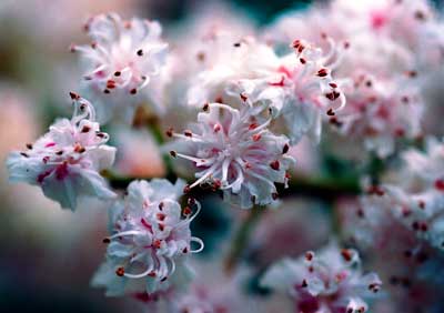 Horse Chestnut Flowers 146_31