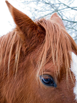 Horse Head G004_0103