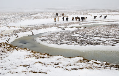 Horses And Snow 0387