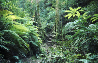 Bush Trail 508_00