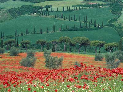 Poppies & Cyprus Trees 402_16