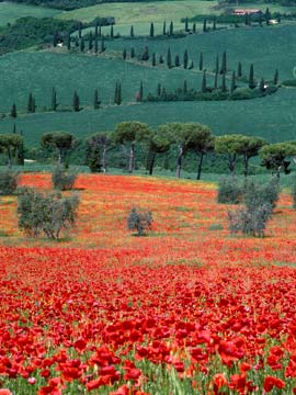 Poppies & Cyprus Trees 403_04