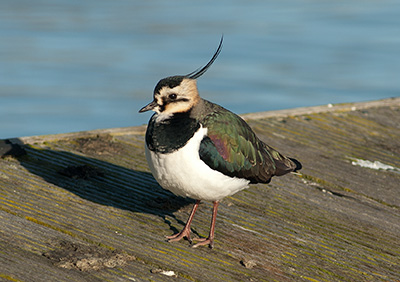 Lapwing 077_0565